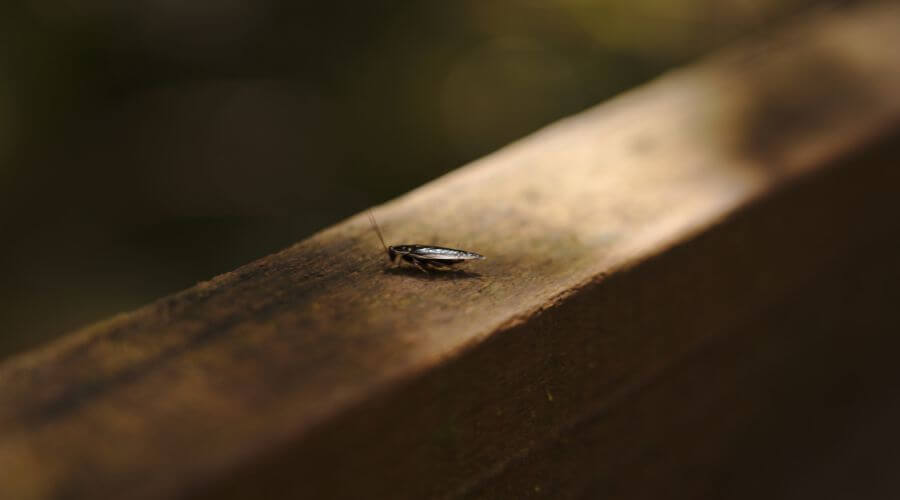 Why choose Termite Inspections Jasmine Estates for termite inspections in Jasmine Estates